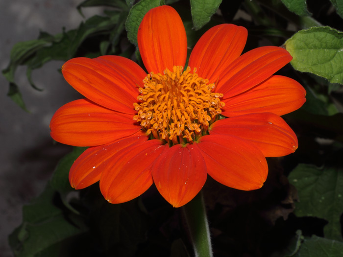 mp_tithonia_rot_2014_03.jpg