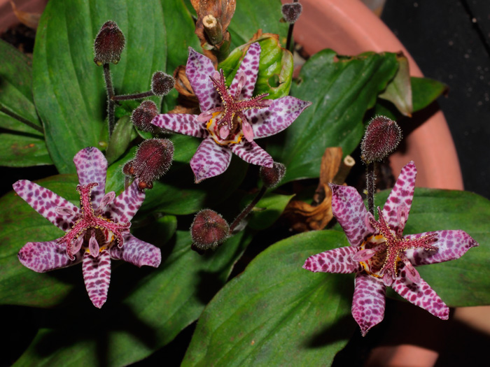 mp_tricyrtis_2012_05.jpg