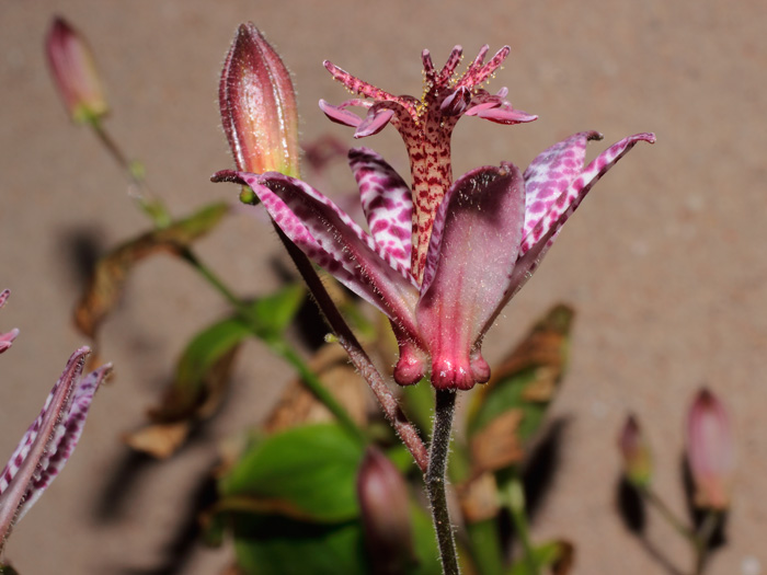 mp_tricyrtis_2012_06.jpg