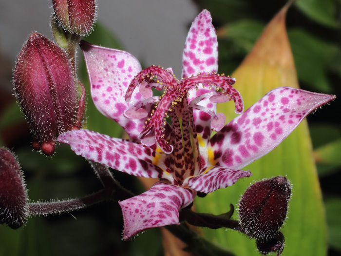 mp_tricyrtis_formosana_2013_01.jpg