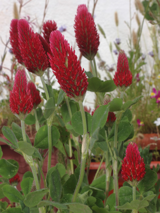 mp_trifolium_inc_2017_01.jpg