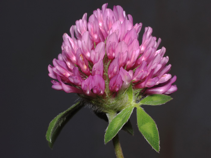 mp_trifolium_pra_2017_02.jpg