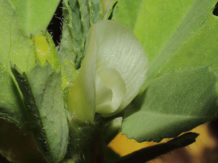 mp_trigonella_foe_2015_01.jpg