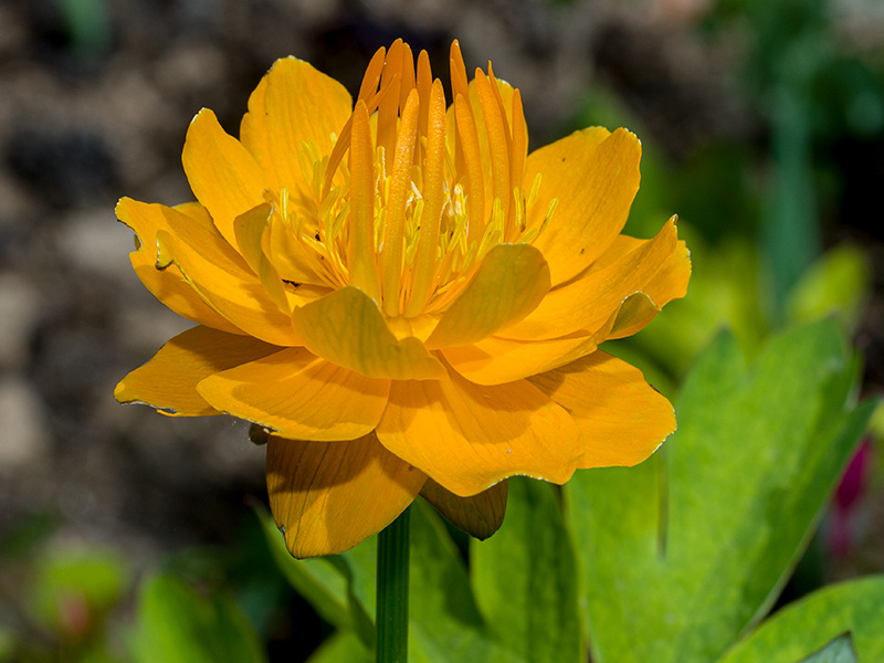 mp_trollius_cgq_2021_01.jpg