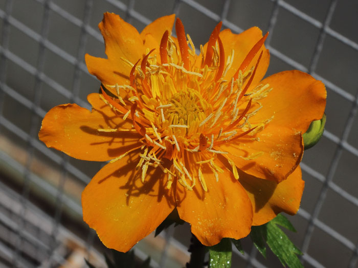 mp_trollius_gqu_2015_01.jpg