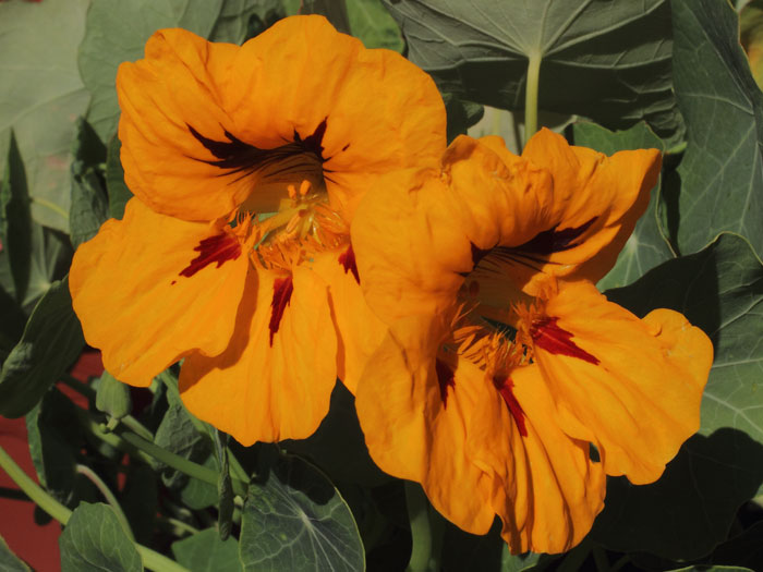 mp_tropaeolum_maj_2015_01.jpg