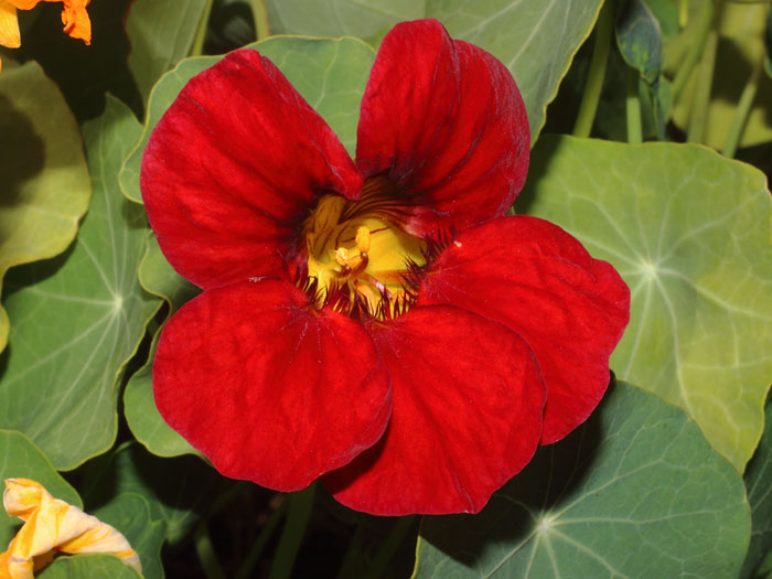 mp_tropaeolum_maj_2015_03.jpg