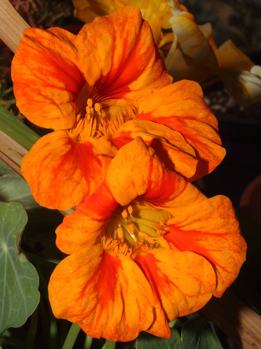 mp_tropaeolum_maj_2015_04.jpg