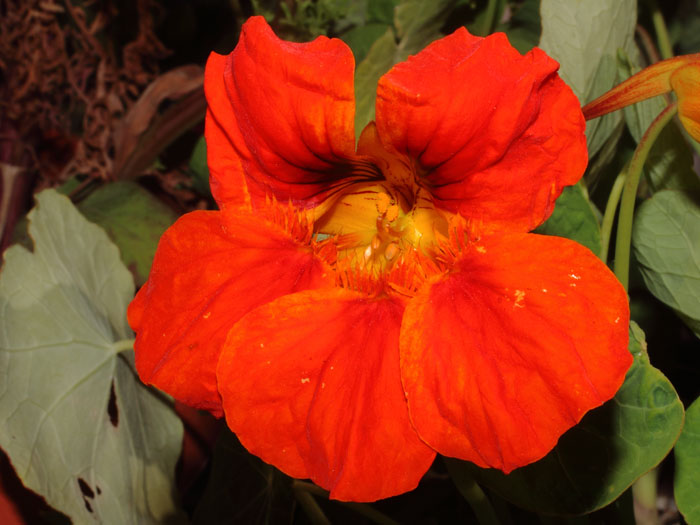 mp_tropaeolum_maj_2015_05.jpg