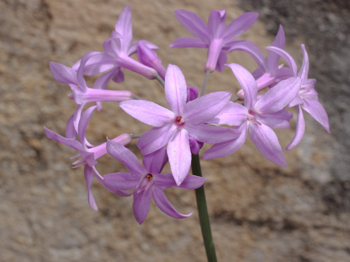 mp_tulbaghia_vio_2017_02.jpg