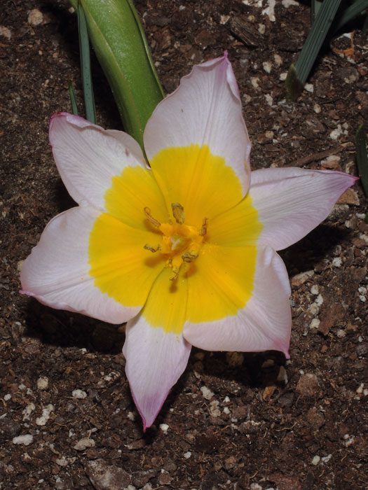 mp_tulipa_blw_2016_02.jpg