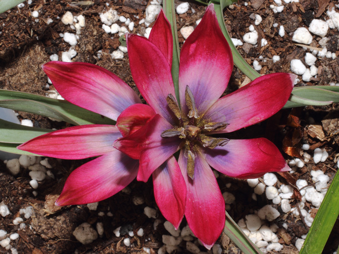 mp_tulipa_lbe_2014_01.jpg