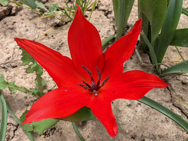 mp_tulipa_pra_2021_01.jpg