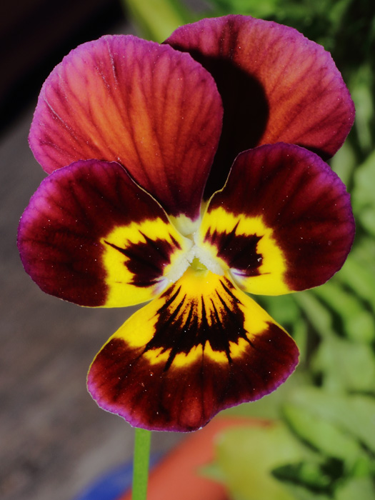 mp_viola_cor_2014_03.jpg