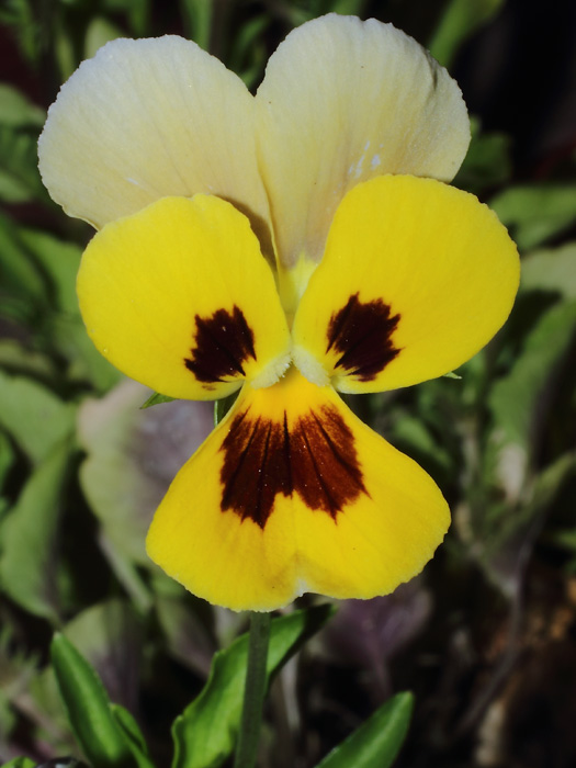 mp_viola_cor_2014_04.jpg