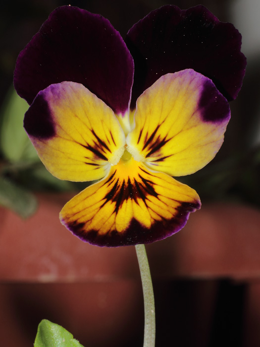 mp_viola_cor_2014_06.jpg