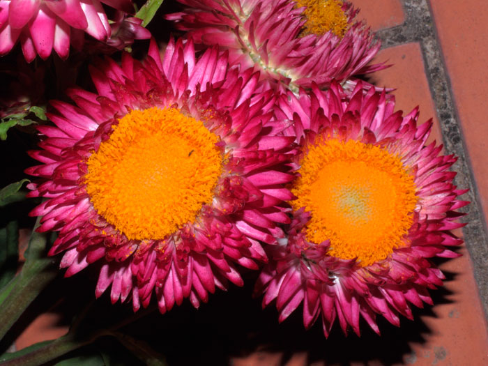 mp_xerochrysum_2013_01.jpg