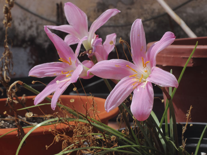 mp_zephyranthes_car_2015_03.jpg