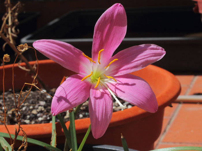 mp_zephyranthes_car_2015_04.jpg