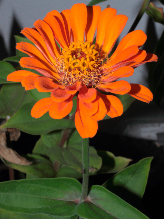 mp_zinnia_2012_06.jpg