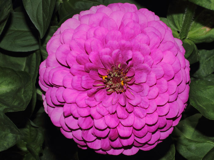 mp_zinnia_2013_06.jpg