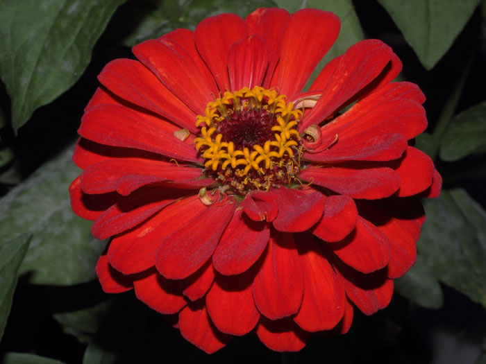 mp_zinnia_2013_09.jpg