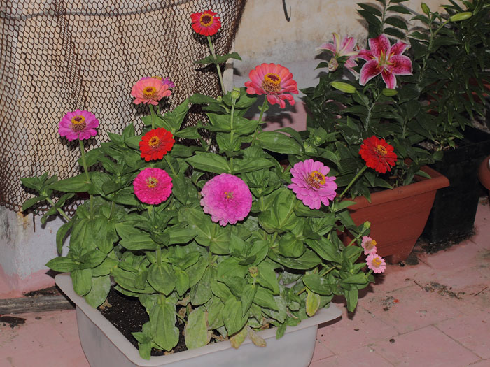 mp_zinnia_2013_10.jpg