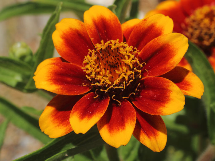 mp_zinnia_hpc_2015_04.jpg
