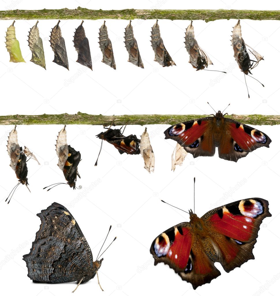 mposite-of-Peacock-butterfly-Inachis-io-emerging-from-its-chrysalis-in-front-of-white-background.jpg