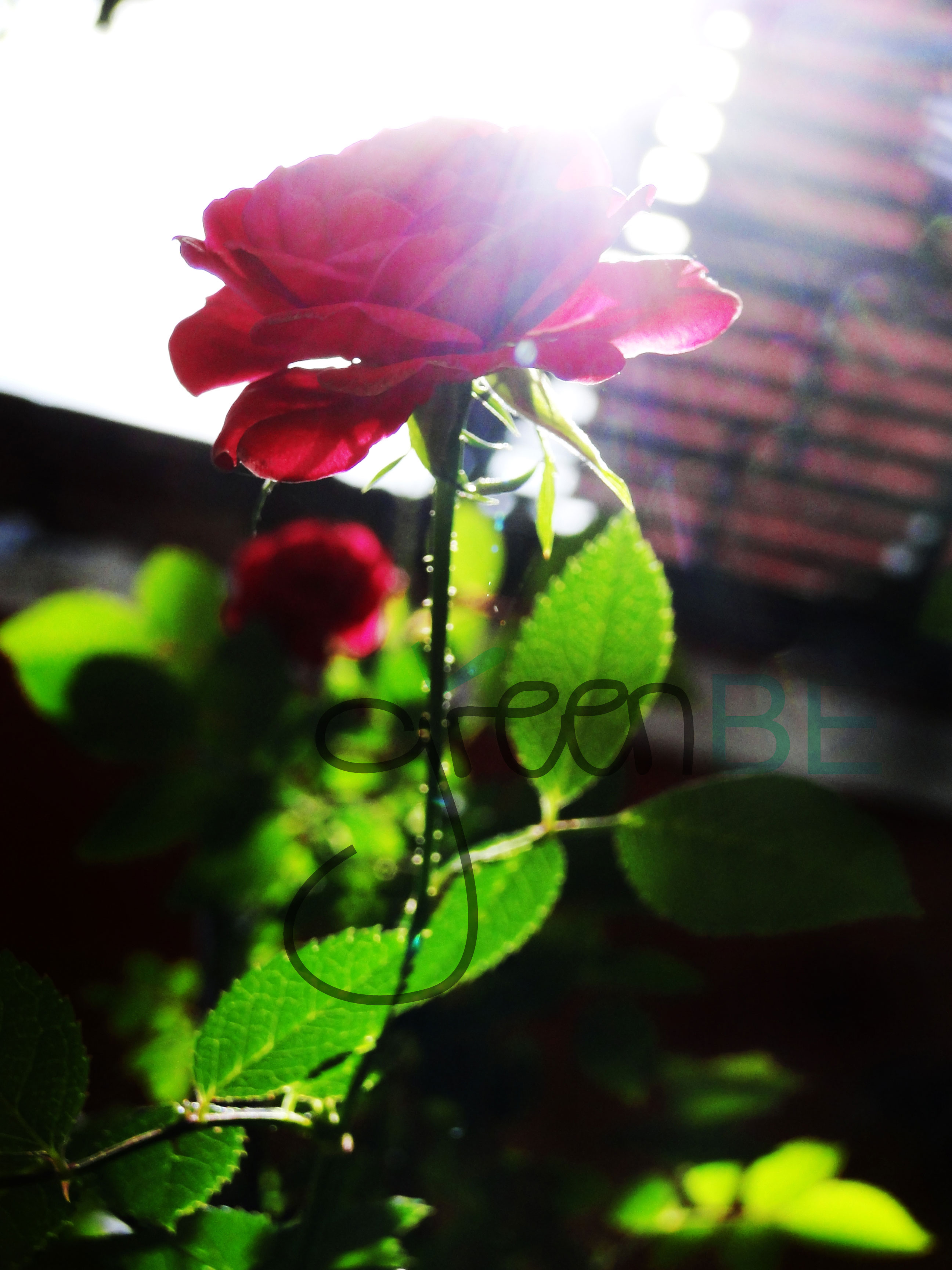 ms_011.jpg