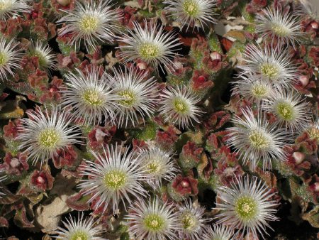 MSMCY-Mesembryanthemum_crystallinum_t.jpg