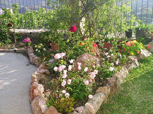 Muchassssssrosas_002.JPG