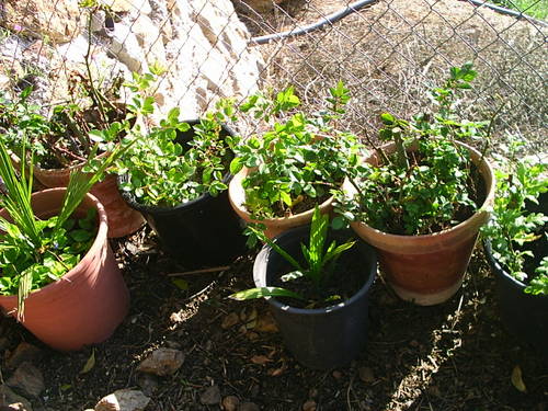 Muchassssssrosas_071.JPG