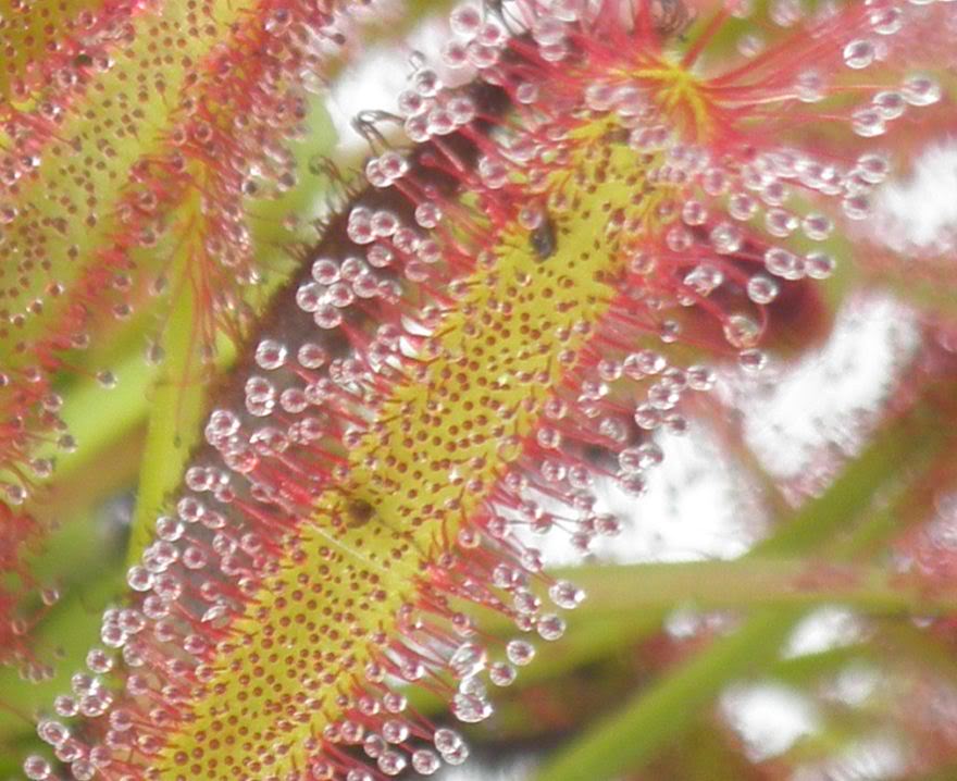 MuclagoDroseracapensis.jpg