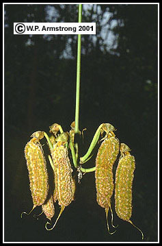 mucuna2b.jpg