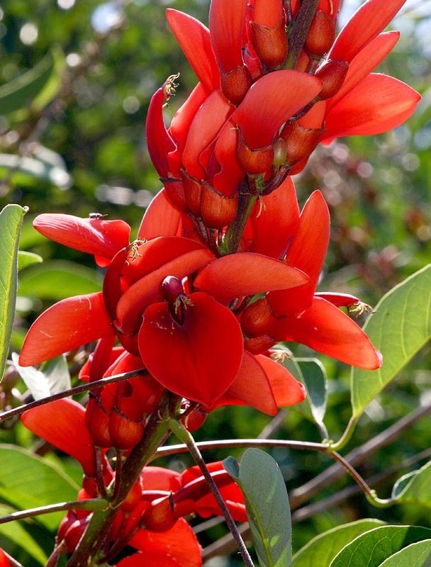 muda-de-erythrina-crista-galli-eritrina-corticeira-D_NQ_NP_661198-MLB26148945316_102017-F.jpg
