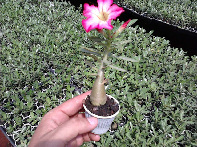 mudas-de-rosa-do-deserto-adenium-obesum_.jpg