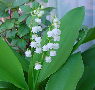 Muguet.4-05.4.jpg