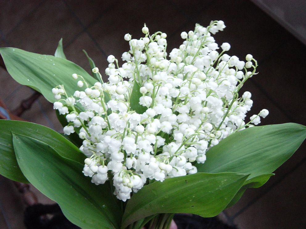 muguet-ii1.jpg