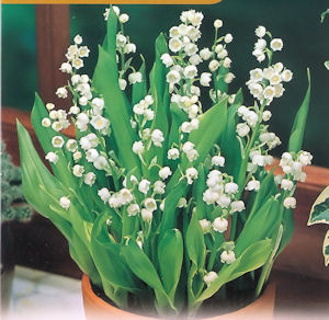 muguet.jpg