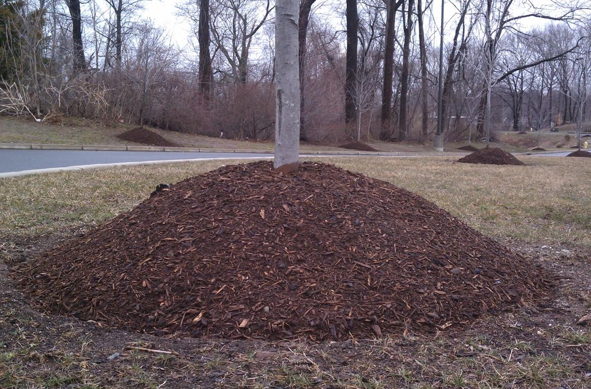 mulch-volcano.jpg