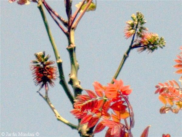 mundani-flores.jpg