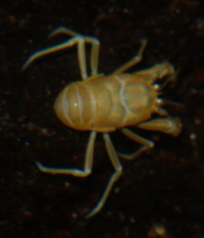 Munidopsis%20polymorpha_1561.jpg