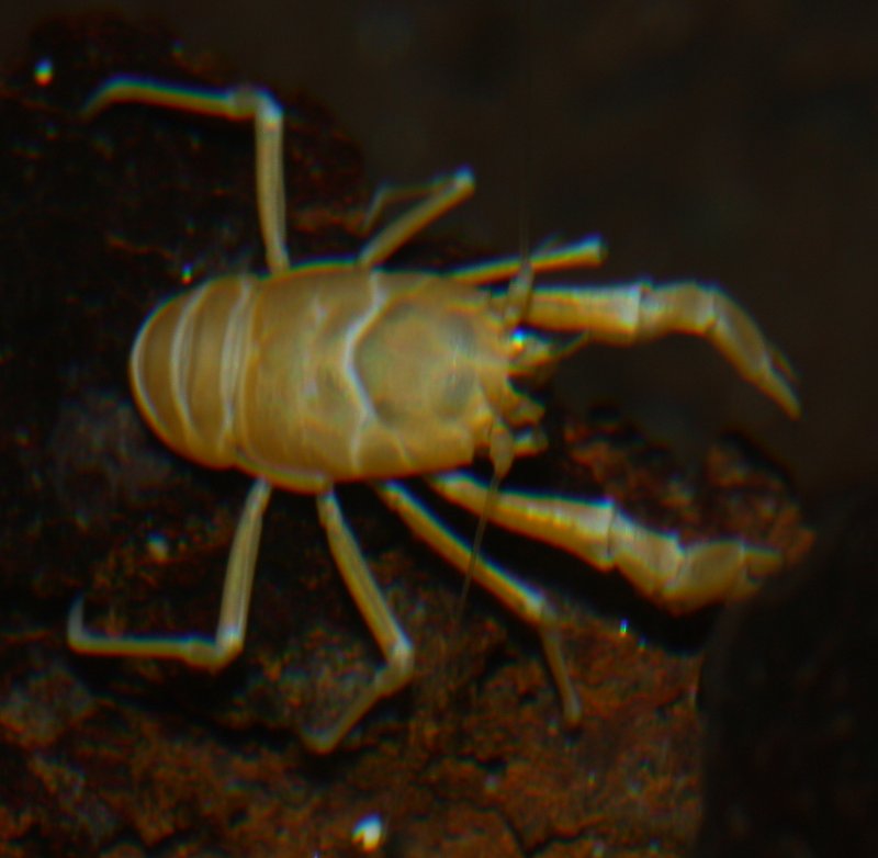Munidopsis%20polymorpha_1563.jpg
