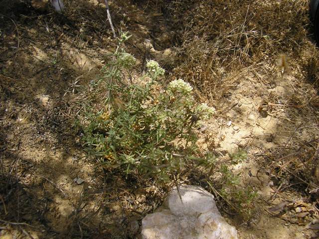 Murcia2_051.jpg