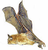 murcielagodeherradura.jpg