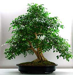 murraya-paniculata-bonsai-2.jpg