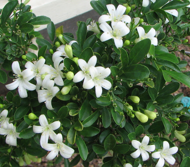 Murraya+Paniculata+-+Mock+Orange.JPG