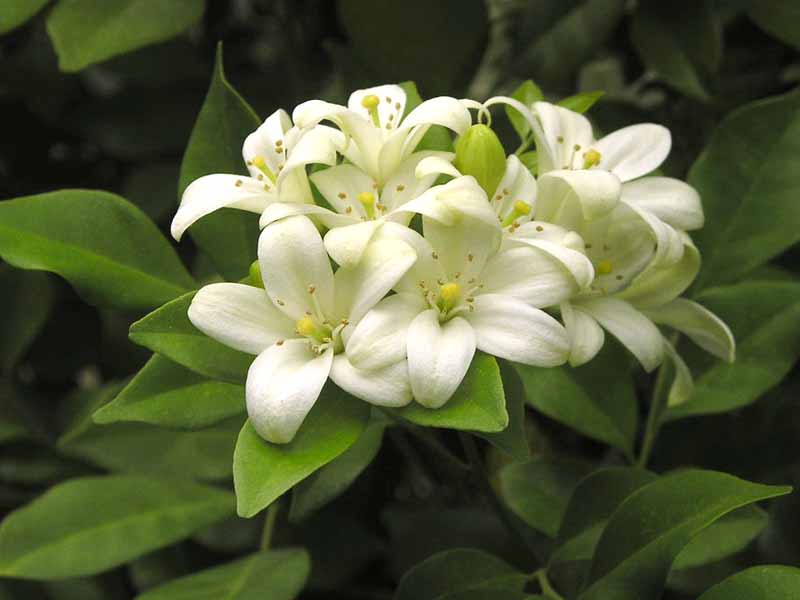 Murraya_paniculata.jpg