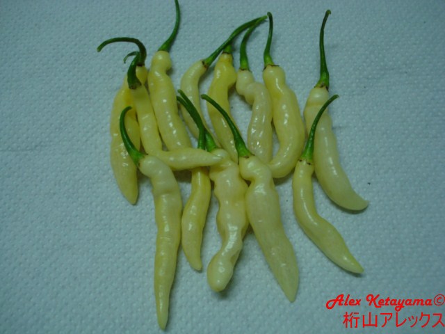murupam%20%5B640x480%5D.JPG